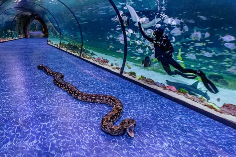 Super Snake National Aquarium Abu Dhabi