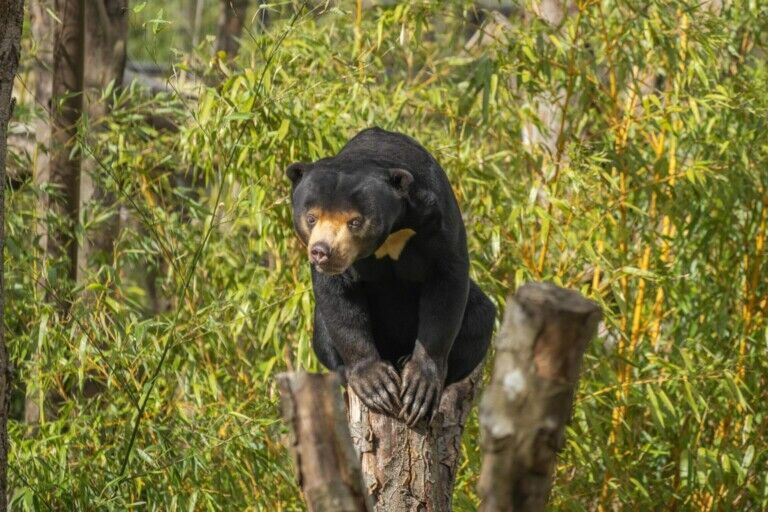 sun bear paradise wildlife park