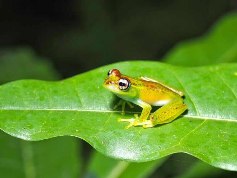 ankarafa skeleton frog