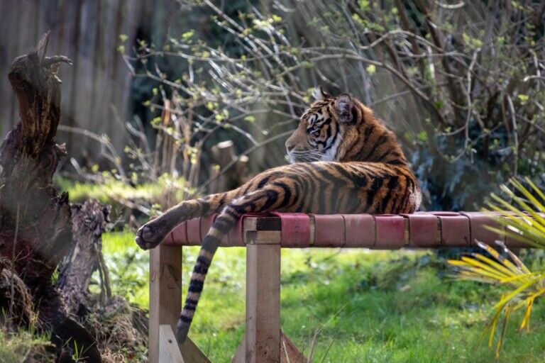 paignton zoo