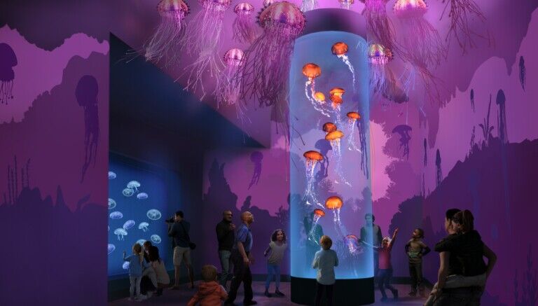 seaworld san diego jellyfish experience