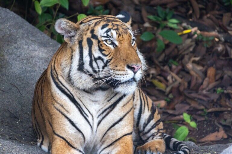 rainforest wild asia
