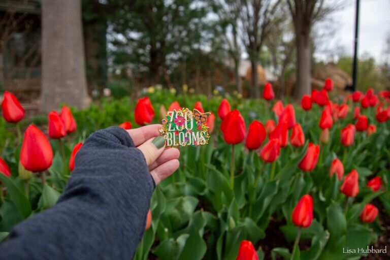 Zoo blooms pin Cincinnati Zoo