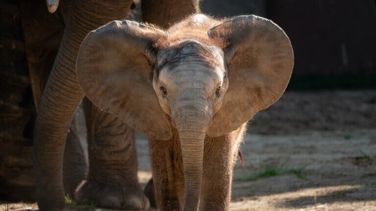 toledo zoo